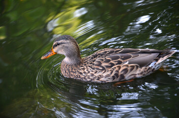 One wild duck mallard female swimming in the water of a pond with  reflection of trees  in a summer day. Closup photo. Animal's wildlife concept.