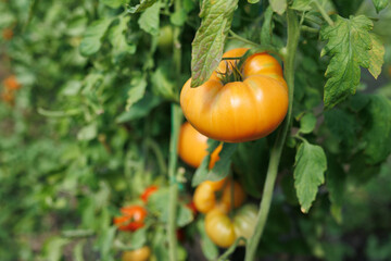 Maturation of tomatoes in the greenhouse. Organic farming.