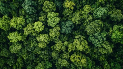 Fototapeta premium Aerial top view forest tree, Rainforest ecosystem and healthy environment concept and background, Texture of green tree forest view from above , ai