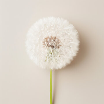 Close-up of a single dandelion seedhead against a plain background, capturing the delicate details of the fluffy white seeds.