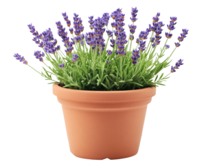 A potted purple lavender plant sits in a brown ceramic pot. The plant is full and lush, with purple flowers blooming. The pot is placed on a white background