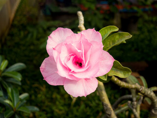 delicate pink Adenium flower also known as Desert Rose, blooms with soft, pastel petals and a vibrant pink center. Surrounded by lush green leaves, it stands out as a symbol of beauty and resilience