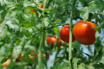 Maturation of tomatoes in the greenhouse. Organic farming.