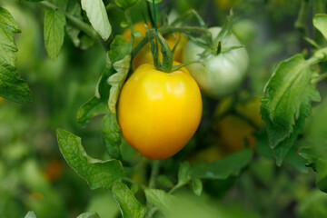 Maturation of tomatoes in the greenhouse. Organic farming.
