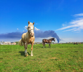 Horses graze on green pasture against the background of black smoke from a fire on horizon