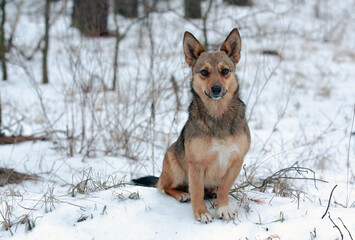 dog in winter forest