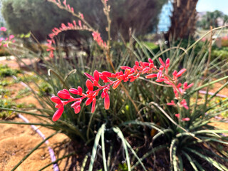 Red yucca, hummingbird yucca (lat.- Hesperaloe parviflora)