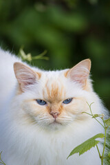 Fototapeta premium Vertical portrait of Cream colored Ragdoll cat with typical blue eyes