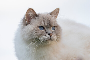 Portrait of Cream colored Ragdoll cat with typical blue eyes