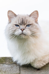 Fototapeta premium Vertical highkey portrait of Cream colored Ragdoll cat with typical blue eyes