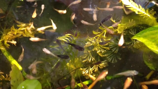 Vibrant color of an ornamental freshwater fish swim in the pond with aquatic plants. Guppy, platy and molly fish swimming nimbly