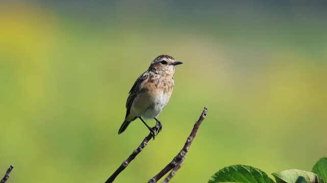 A female common whinchat sits atop a thin branch toward the camera lens on a sunny summer day with an olive-green background with copyspace.