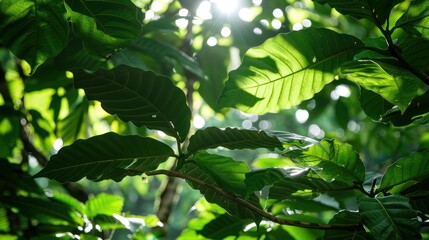 Naklejka premium Green cocoa leaves creating a natural canopy with sunlight filtering through