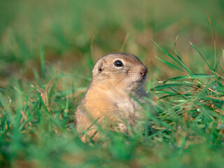 Prairie  dog looking at a camera on a grassy field