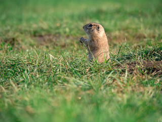 Prairie  dog looking at a camera on a grassy field