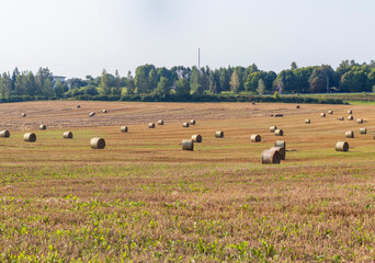 Obraz premium Shot of the agricultural field after the harvest with round stacks in it. Season