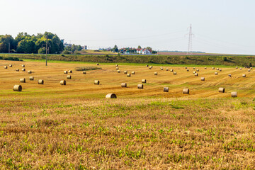 Obraz premium Shot of the agricultural field after the harvest with round stacks in it. Season