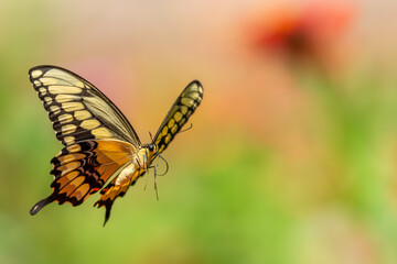 Giant Swallowtail Butterfly flying of a garden of flowers