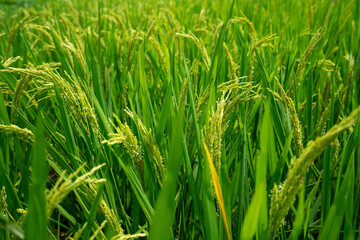 Rice paddies by the lake
