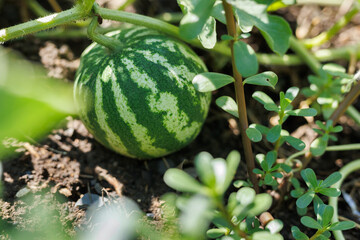 Watermelon ripens in the garden. Organic farming.