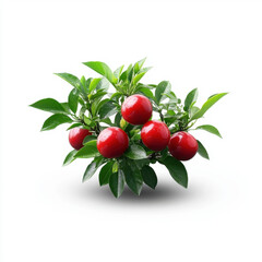A realistic 3D rendering of a green plant with ripe red fruits, isolated on a clean white background.