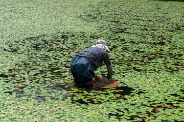 Farmers pick water shield vegetables in the fields during summer