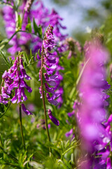 Vetch, vicia cracca valuable honey plant, fodder, and medicinal plant. Fragile purple flowers background. Woolly or Fodder Vetch blossom in spring garden