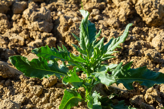 Rosette of young green leaves of Canada thistle, also creeping or field thistle, Cirsium arvense, growing in a flower bed. Invasive weed. Close up on a sunny day.