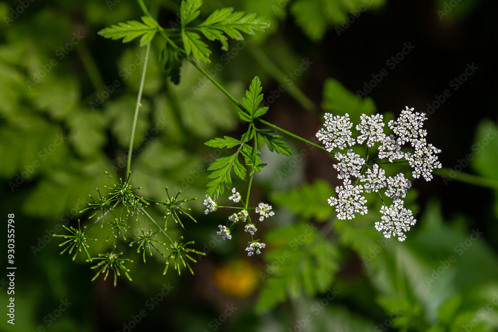 Wall mural white chaerophyllum aureum plant with smooth bokeh