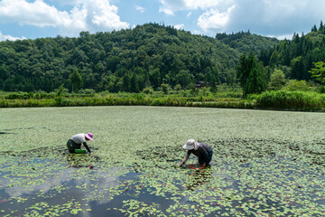 Farmers pick water shield vegetables in the fields during summer