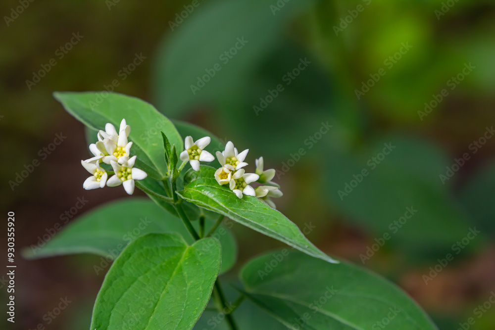 Wall mural Vincetoxicum hirundinaria. Close up of white swallow wort.Vincetoxicum in the family Apocynaceae