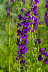 Consolida orientalis. Eastern Larkspur. Bright purple flowers on a green meadow