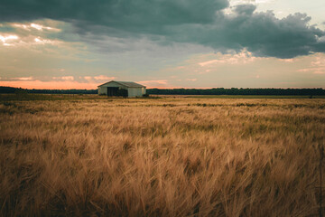 Photograph of an old metal barn alone in a field of wheat with the setting sun as the night and ominous storm clouds approach. Horizontal. © Thomas E. Lee