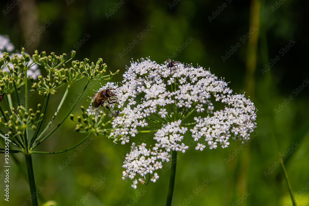 Wall mural white inflorescence and green leaves of Aethusa cynapium plant