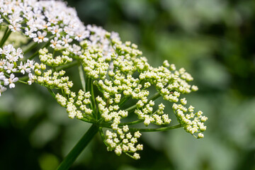 white inflorescence and green leaves of Aethusa cynapium plant