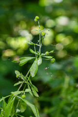 Seed and leaves of the galium aparine or stickybud plant