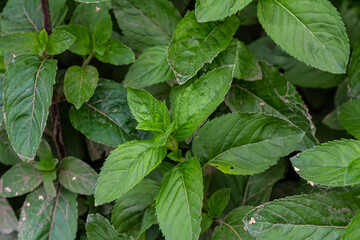 Mentha, also known as mint, used as a spice for tea and flavoring of food and other drinks © Oleh Marchak