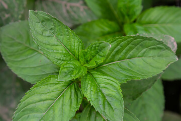 Mentha, also known as mint, used as a spice for tea and flavoring of food and other drinks