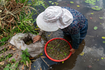 Obraz premium Farmers pick water shield vegetables in the fields during summer
