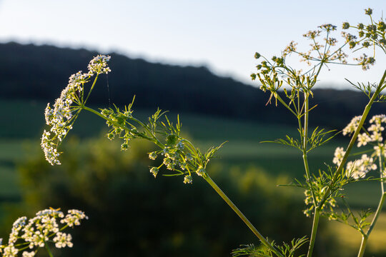 Caraway blooms in garden. White meridian fennel blossom in field. Persian cumin flowering plant. White Carum carvi flower on green background, closeup. White caraway flowers