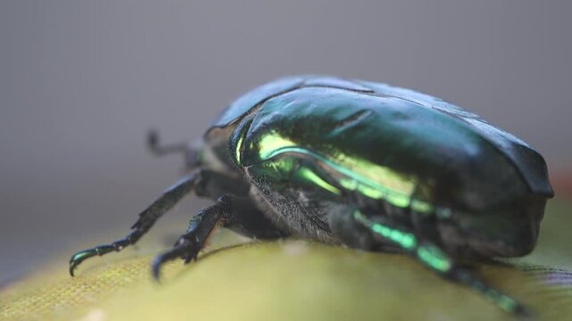 June bug, green bug ultra macro view, extreme close up, Green beetle, beetle head movement, Cotinis nitida insect	