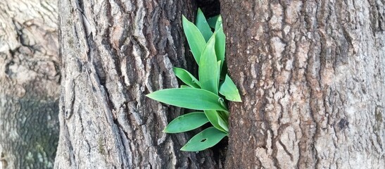 The smell of new life