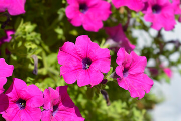 Pink surfinia flowers