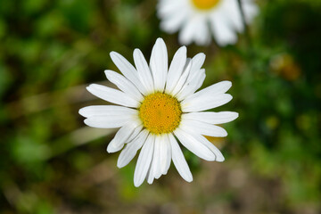 Obraz premium Saw-leaved moon daisy flower