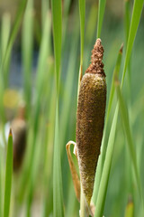 Shuttleworths Cattail