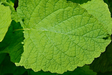 Forskahls sage leaf