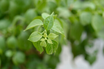 Bougainvillea Sanderiana leaves