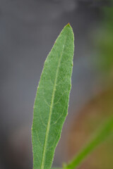 Gaura Whirling Butterflys leaf