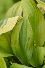 Plantain lily Captains Adventure leaves