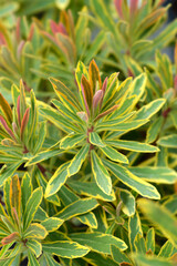 Obraz premium Spurge Ascot Rainbow leaves